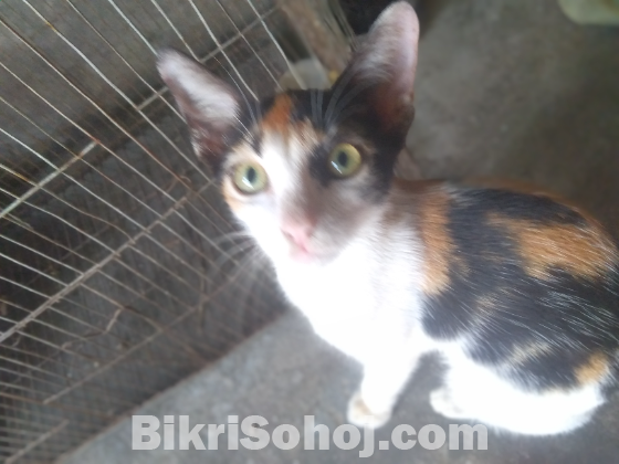 ভদ্রো সভাবের বিড়াল